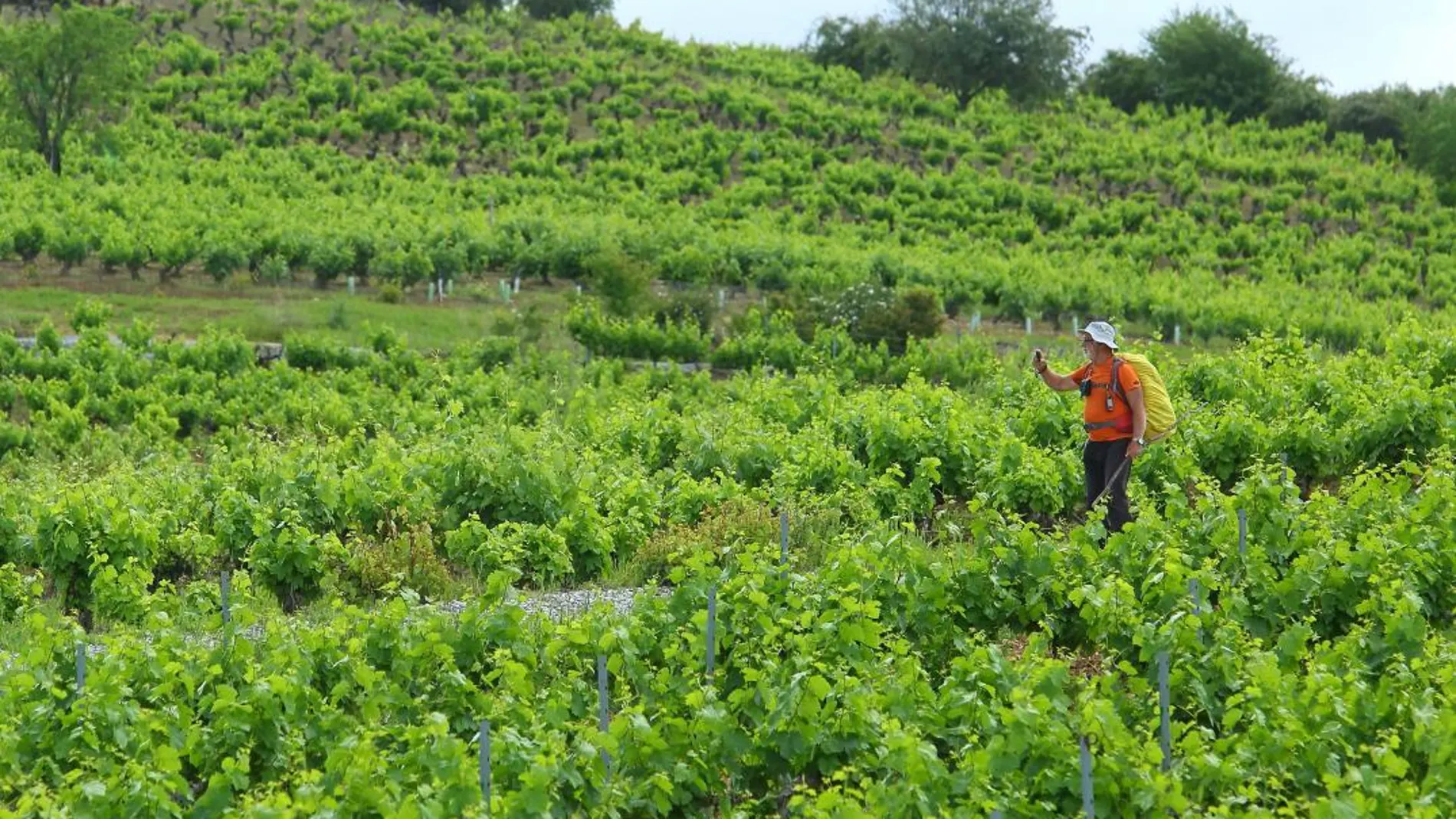 Un peregrino atraviesa los viñedos de la DO de Vinos del Bierzo, en Ponferrada