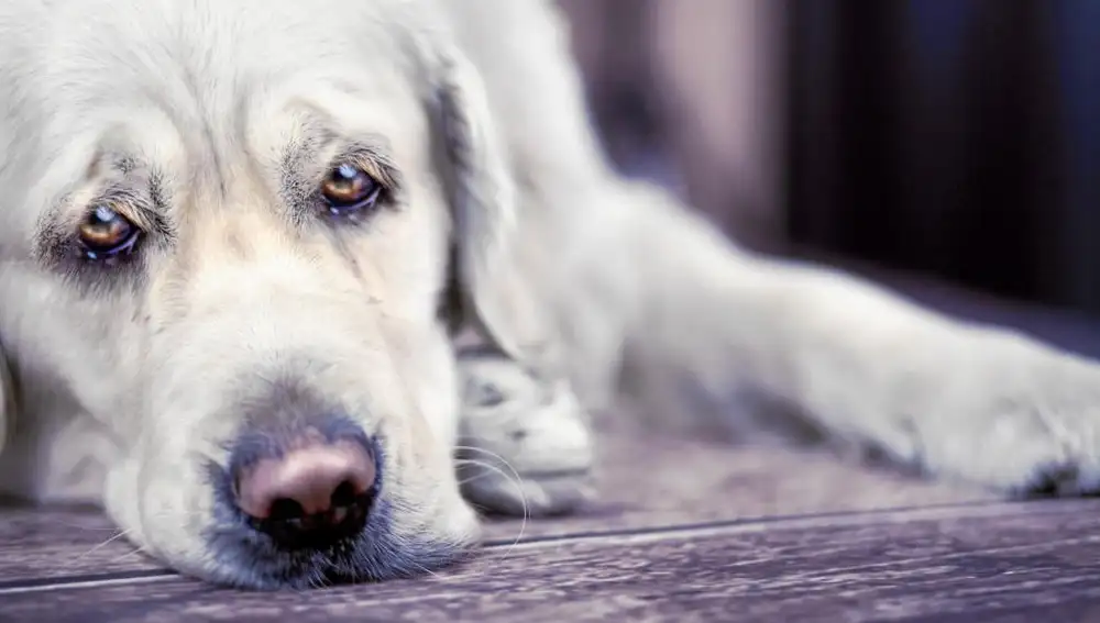 El resfriado es la enfermedad más común en los perros | Fotografía de archivo