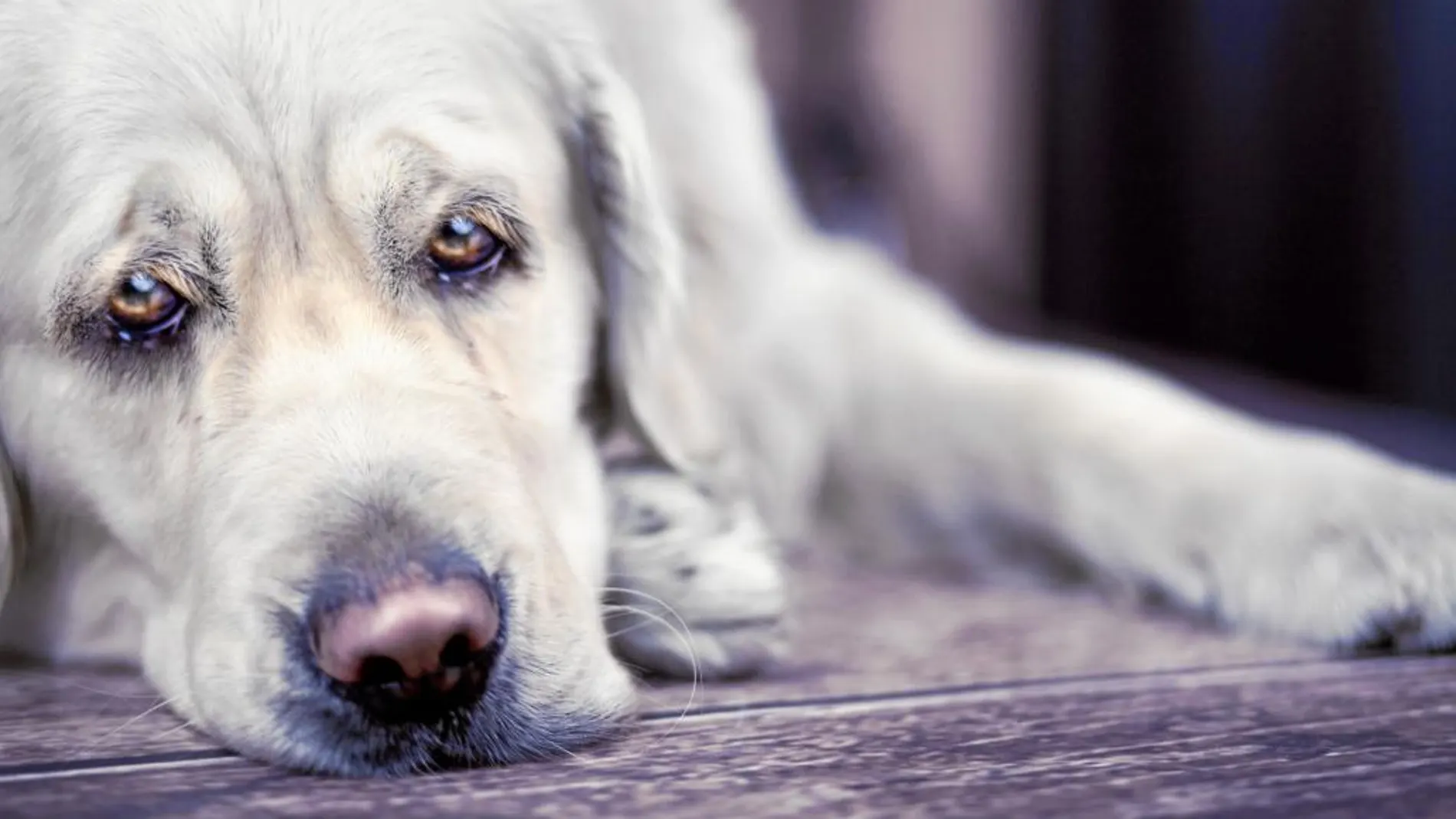 El resfriado es la enfermedad más común en los perros | Fotografía de archivo