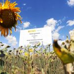 Un campo de girasoles anexo a los terrenos que albergarán el almacén nuclear en Villar de Cañas