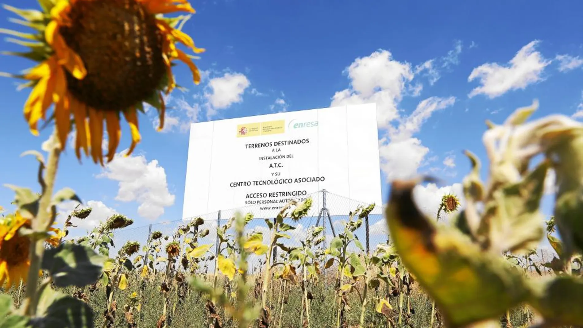 Un campo de girasoles anexo a los terrenos que albergarán el almacén nuclear en Villar de Cañas