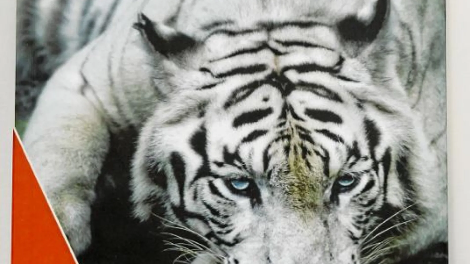 «Hombre tigre»