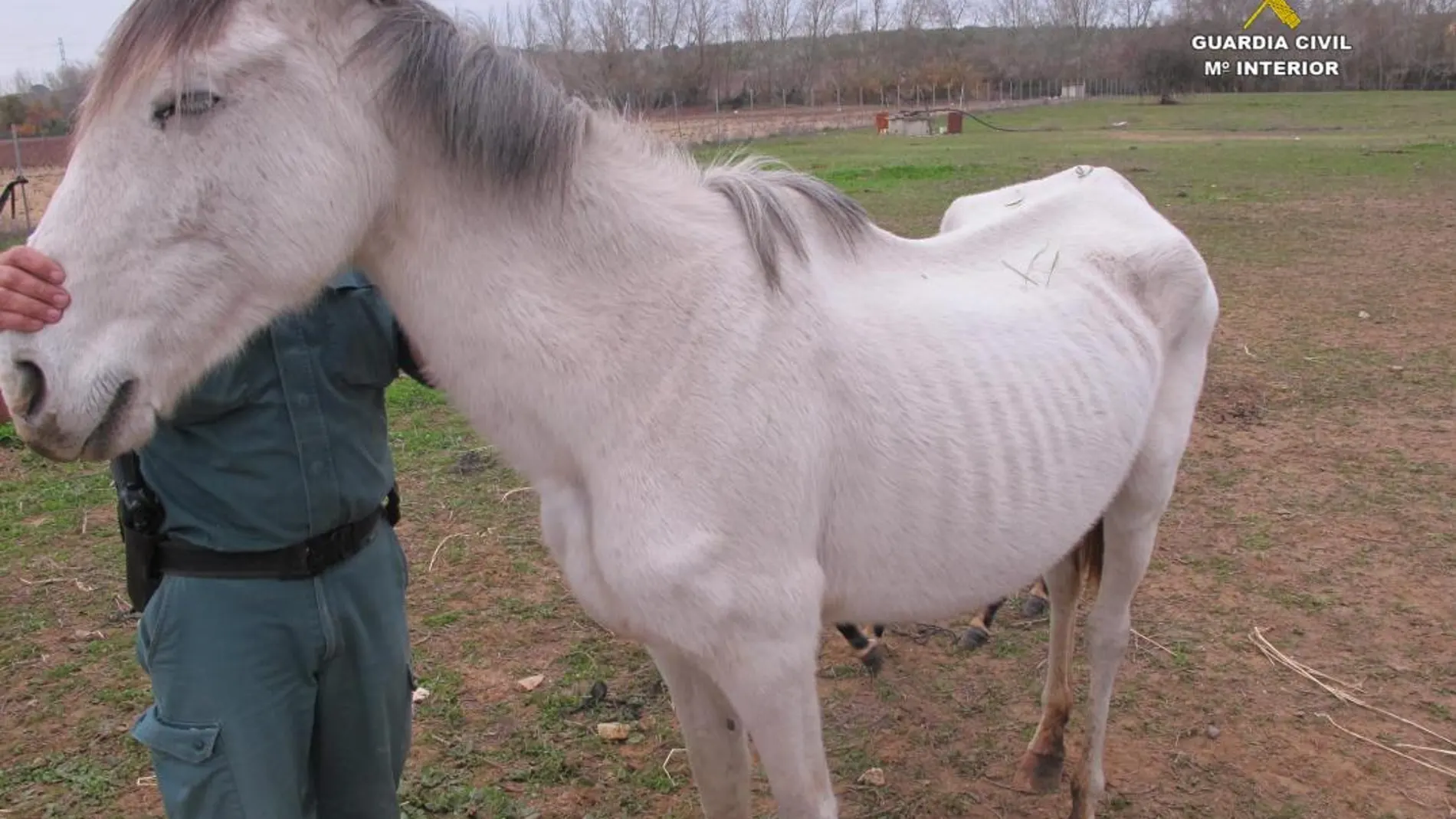 La Guardia Civil localizó este caballo en situación de abandono