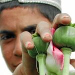 Los talibán acosan la zona española para salvar el opio