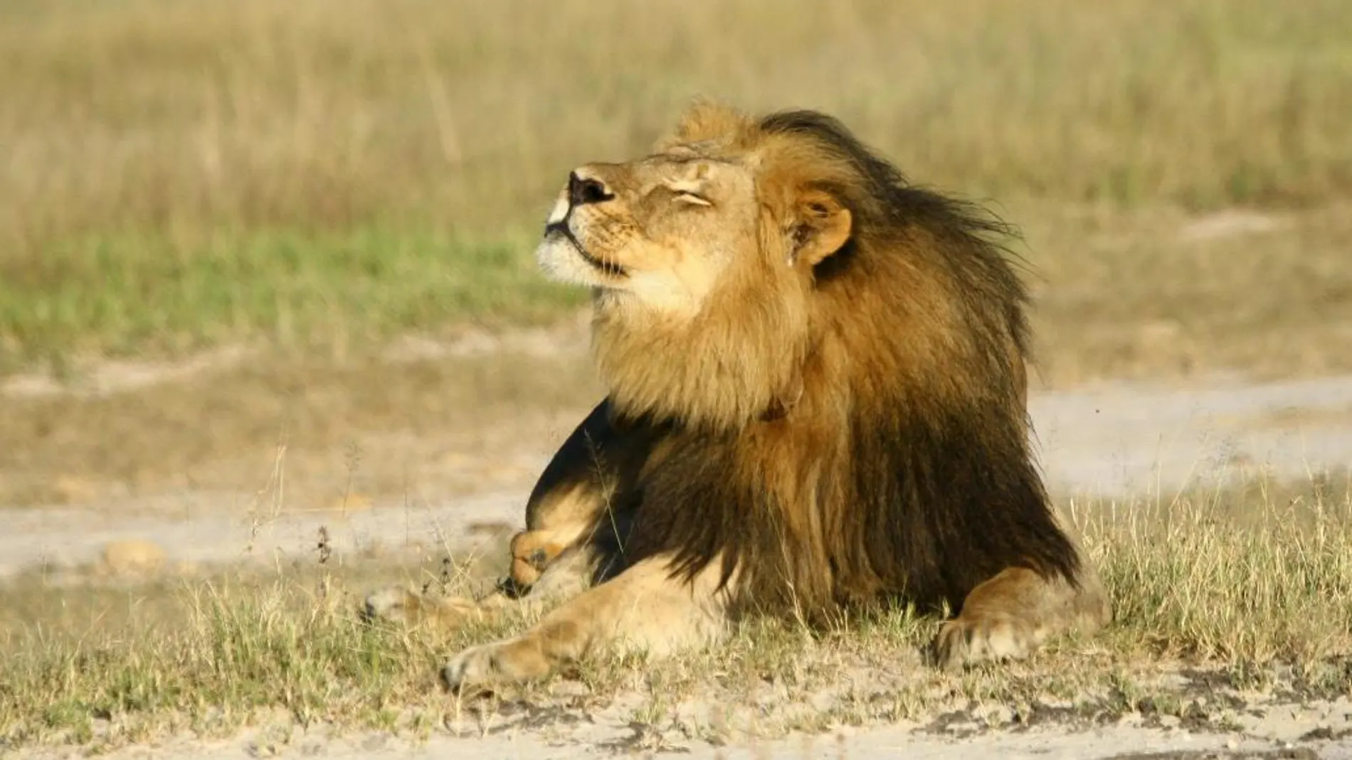 El león Cecil era un icono en Zimbabue