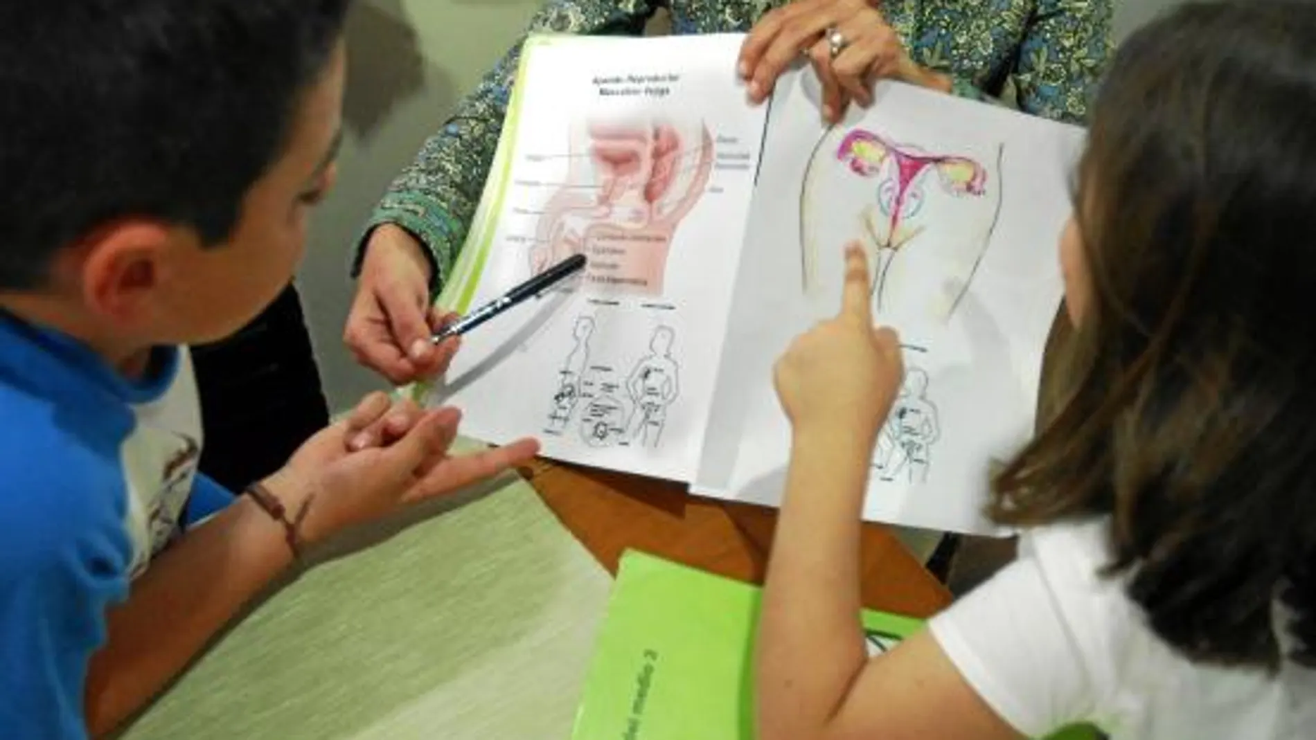 La anatomía, la fisiología y, en general, la biología del sexo debe abordarse en cuanto el niño sienta curiosidad y de la forma más natural posible