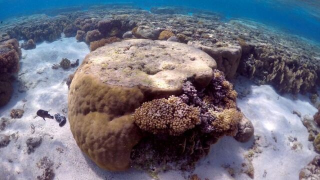 Corales blanquecinos en la isla australiana de Lady Elliot