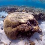 Corales blanquecinos en la isla australiana de Lady Elliot