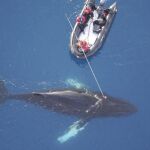 Científicos colocan un dispositivo digital no invasor en una ballena en la Antártida el pasado mes de marzo de 2017