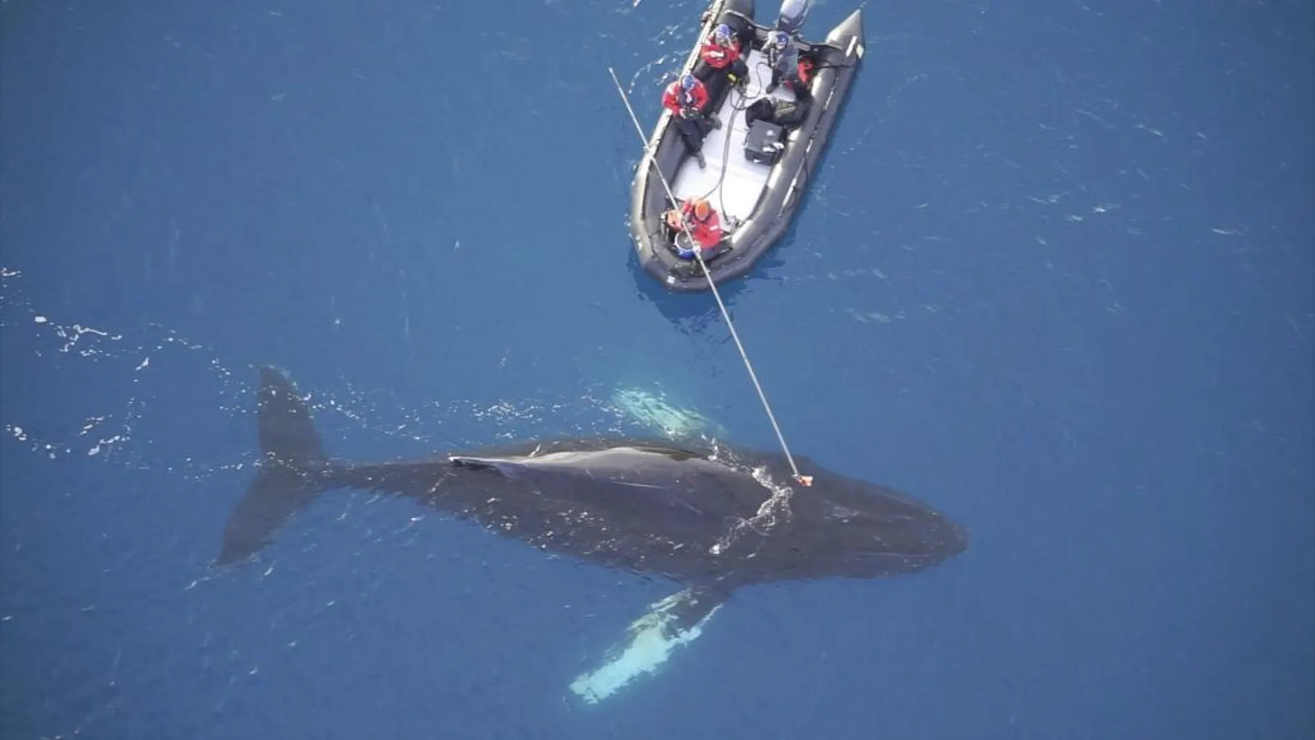 Científicos colocan un dispositivo digital no invasor en una ballena en la Antártida el pasado mes de marzo de 2017