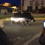 El hipopotamo se escapó del circo