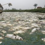 Peces muertos a las afueras de la ciudad china de Wuhan