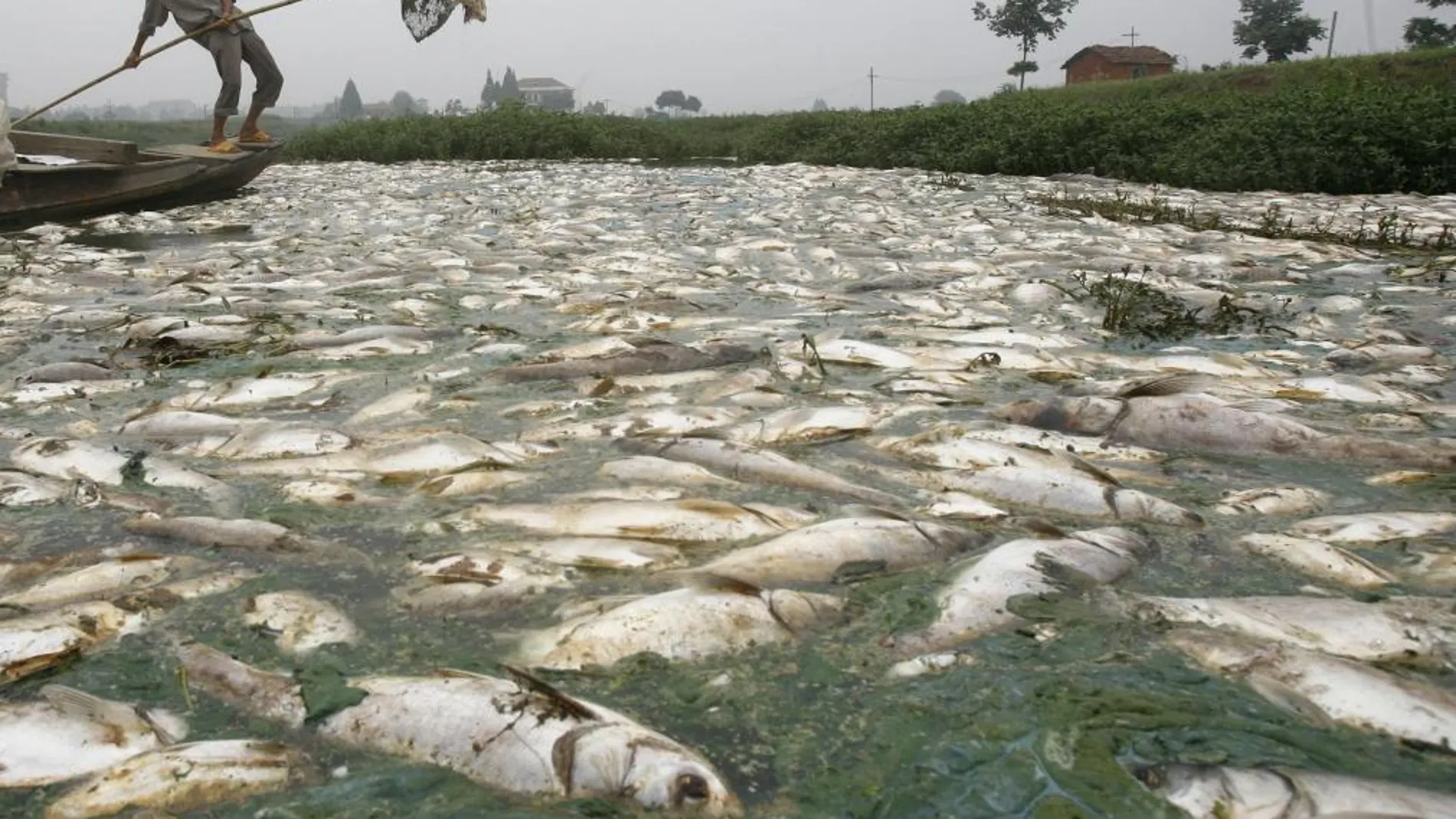 Peces muertos a las afueras de la ciudad china de Wuhan