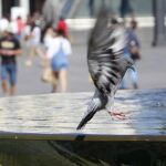 Una paloma se refresca en la fuente de la puerta del Sol de Madrid