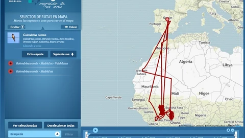 Recorrido de varias golondrinas del programa de seguimiento de SEO