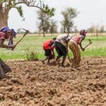 Plantación de maiz en Mali, coincidiendo con la estación de lluvias