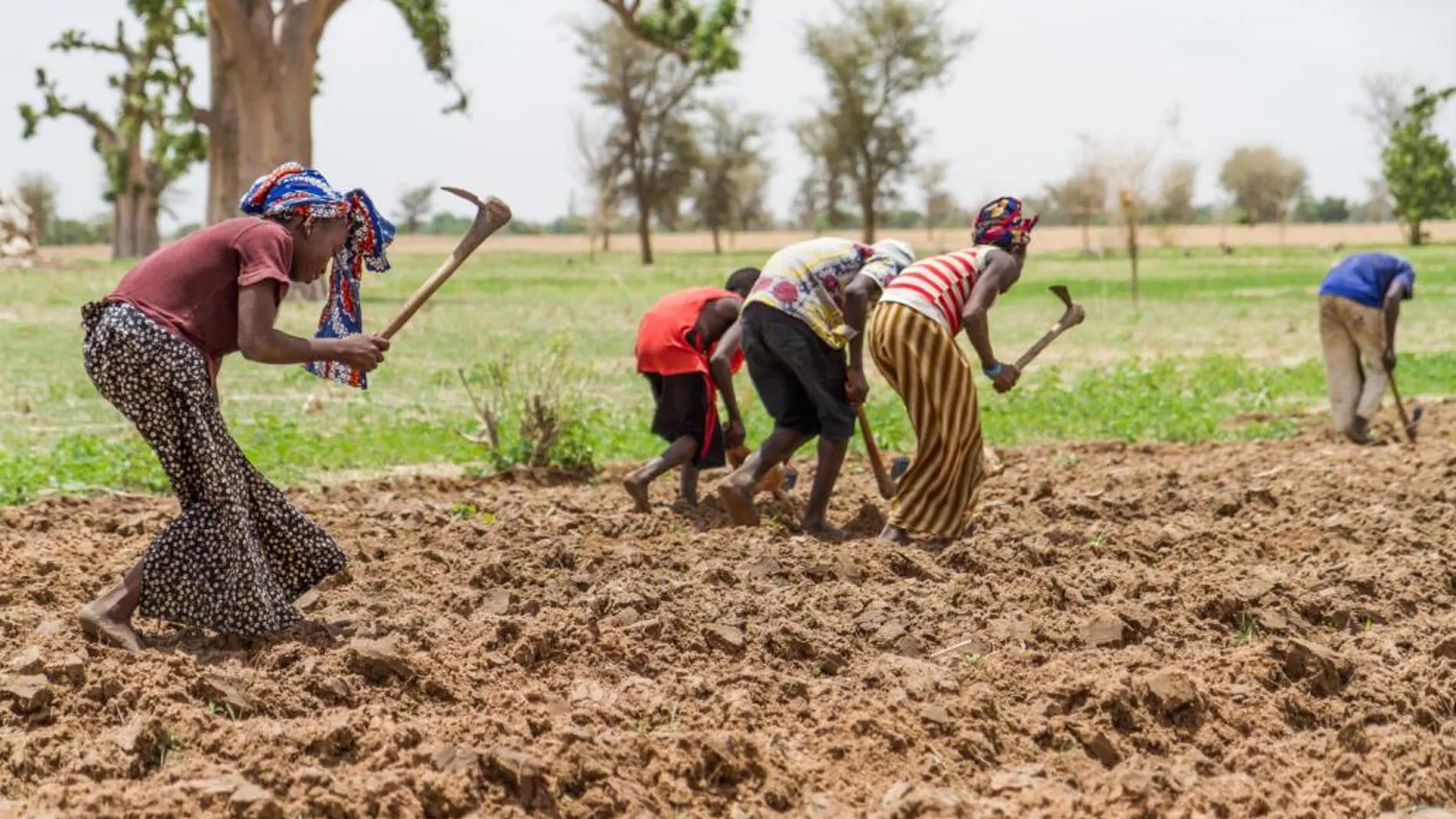 Plantación de maiz en Mali, coincidiendo con la estación de lluvias