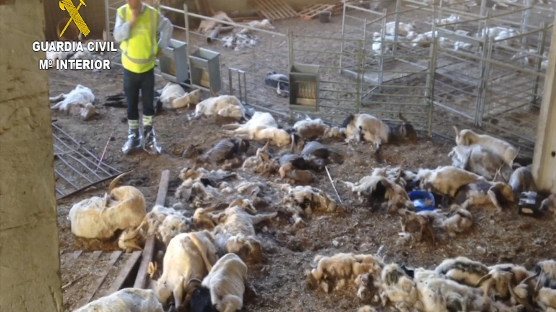 Detienen a una ganadera por la muerte de cerca de 350 cabras por inanición