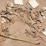 Encuentran en Gerona el esqueleto de un tapir de hace tres millones de años