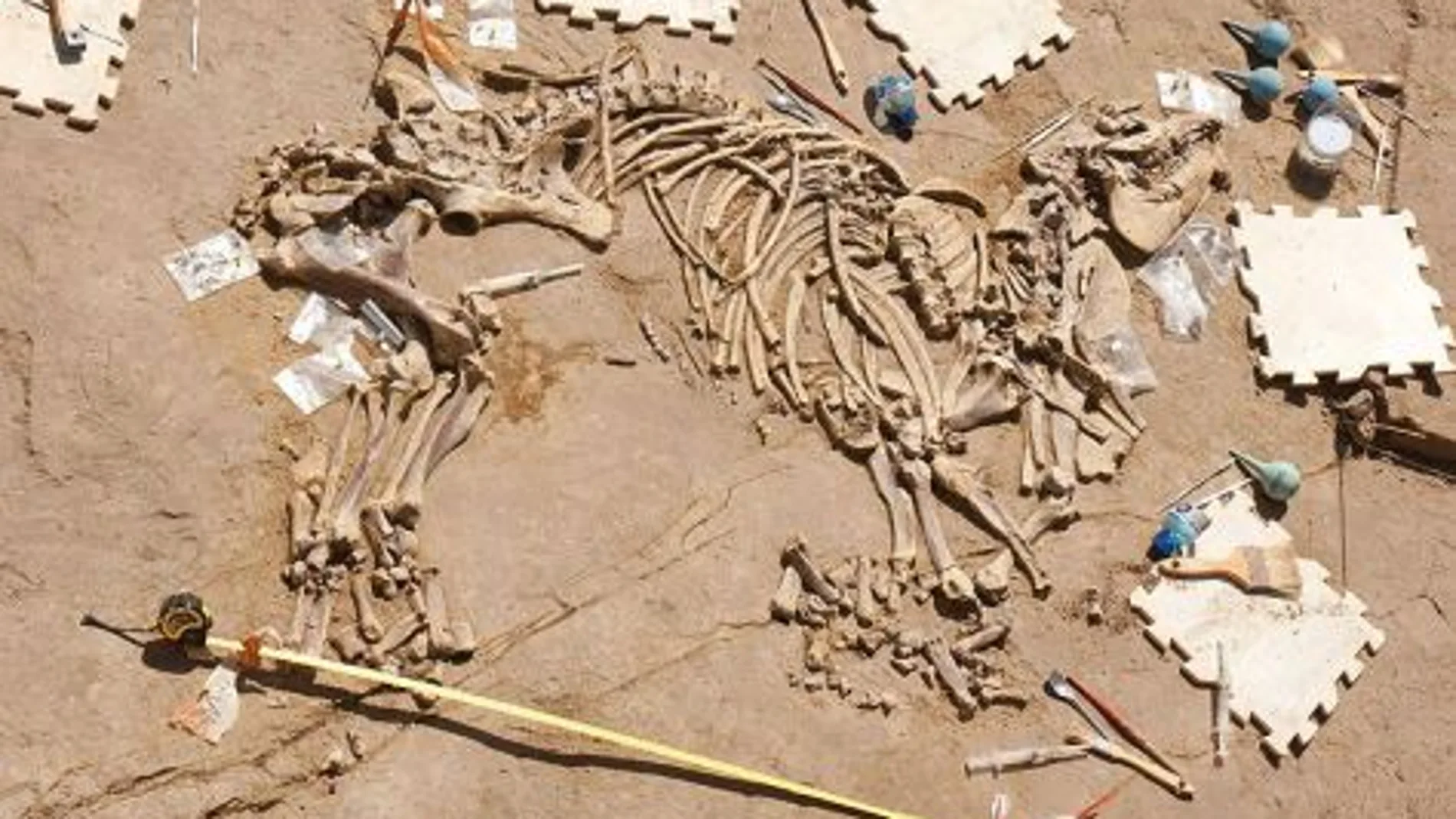 Encuentran en Gerona el esqueleto de un tapir de hace tres millones de años