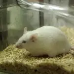  Localizan en ratones las neuronas que señalan cuando parar de comer