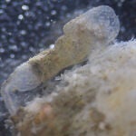 Tubo de hembra de Osedax deceptionensis. En la base del tubo se pueden ver al trasluz los palpos de la hembra, y dentro de la parte más distal se pueden observar huevos retenidos