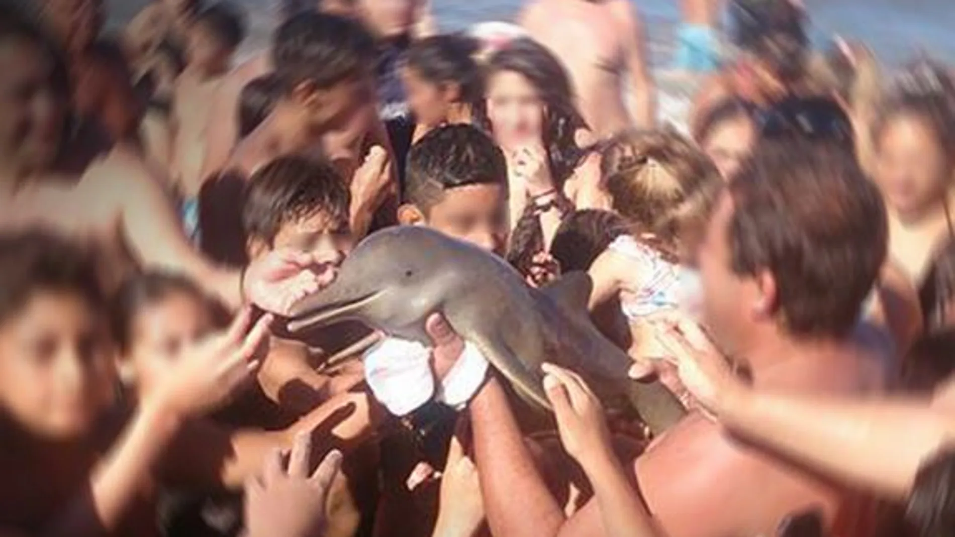 Imagen de los turistas arremolinados alrededor del delfín