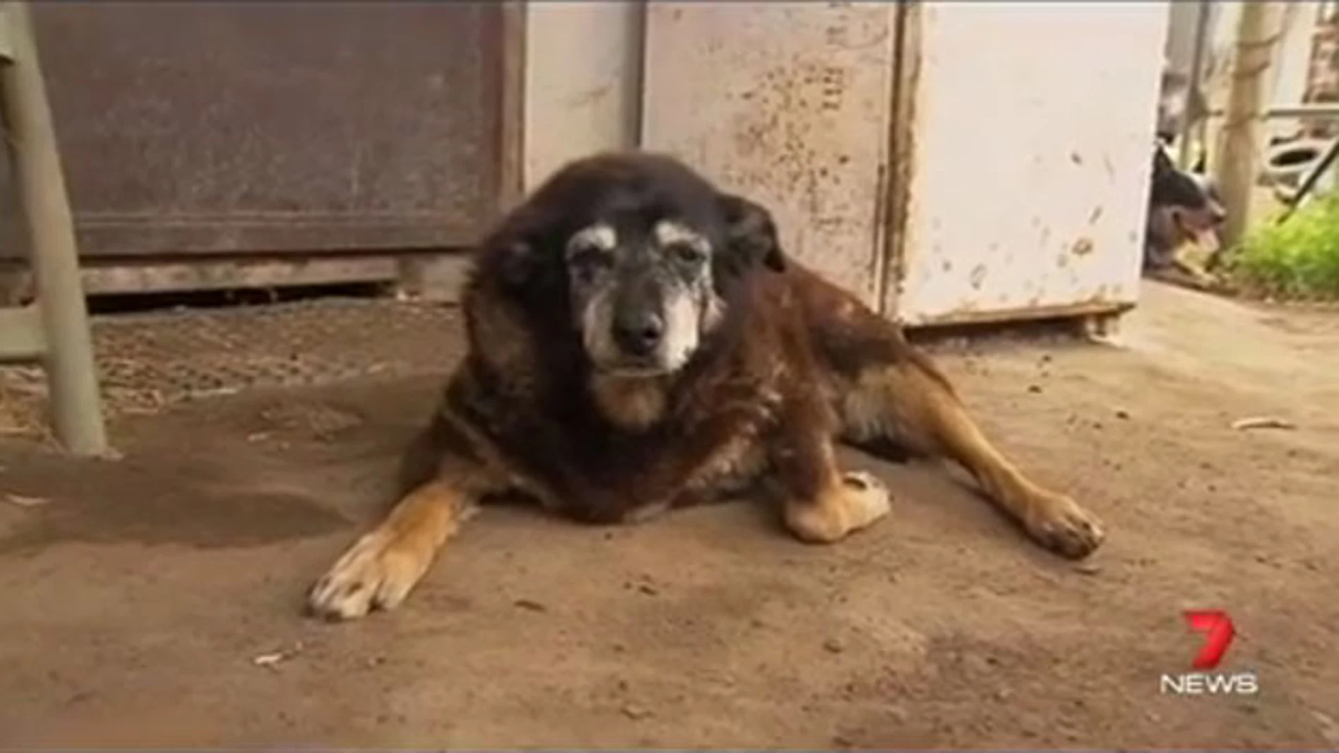 Muere Maggie, la perra más longeva del mundo, a los 30 años