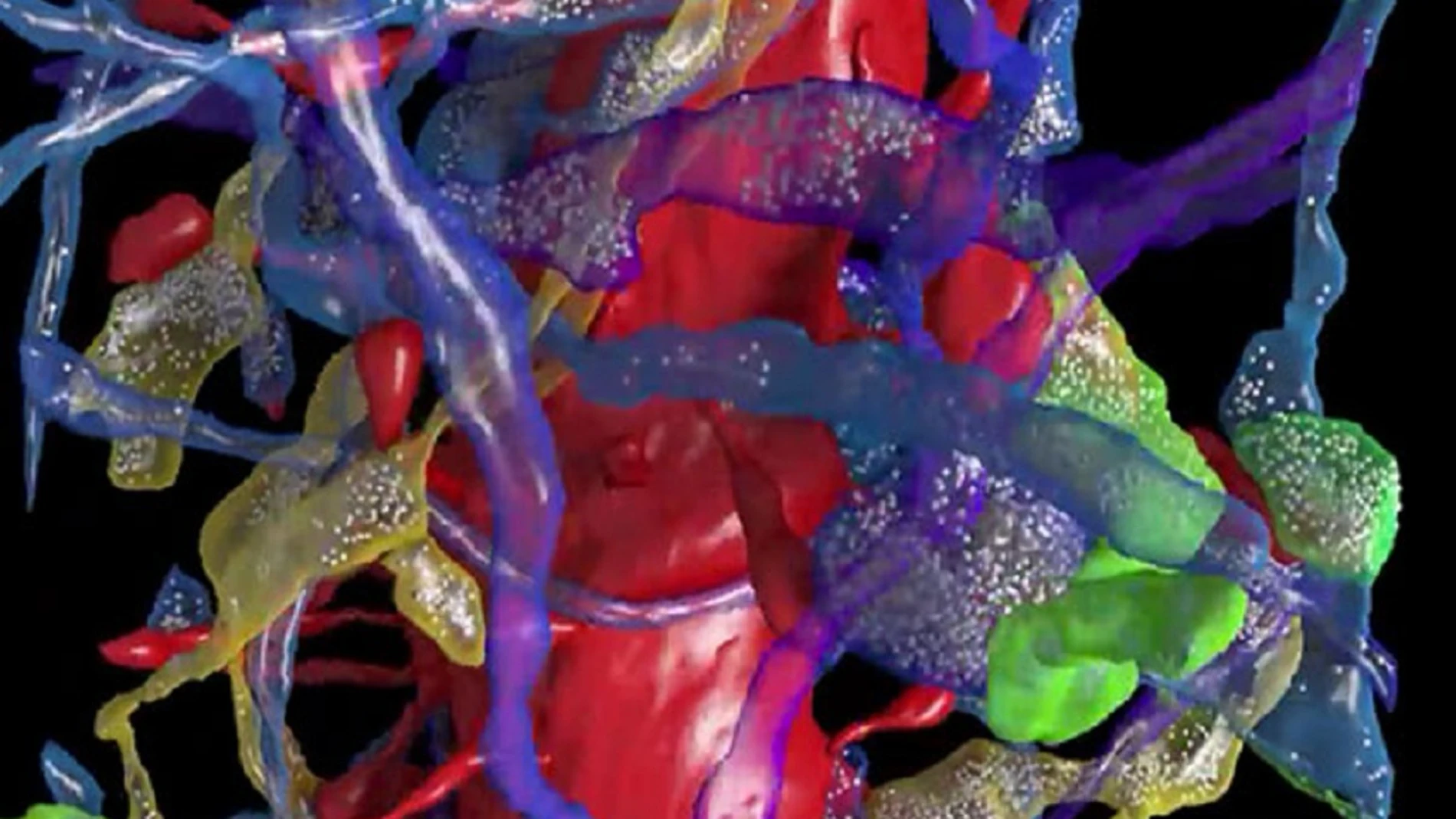Las imágenes producidas por el equipo de Lichtman muestran una enorme densidad en las conexiones neuronales
