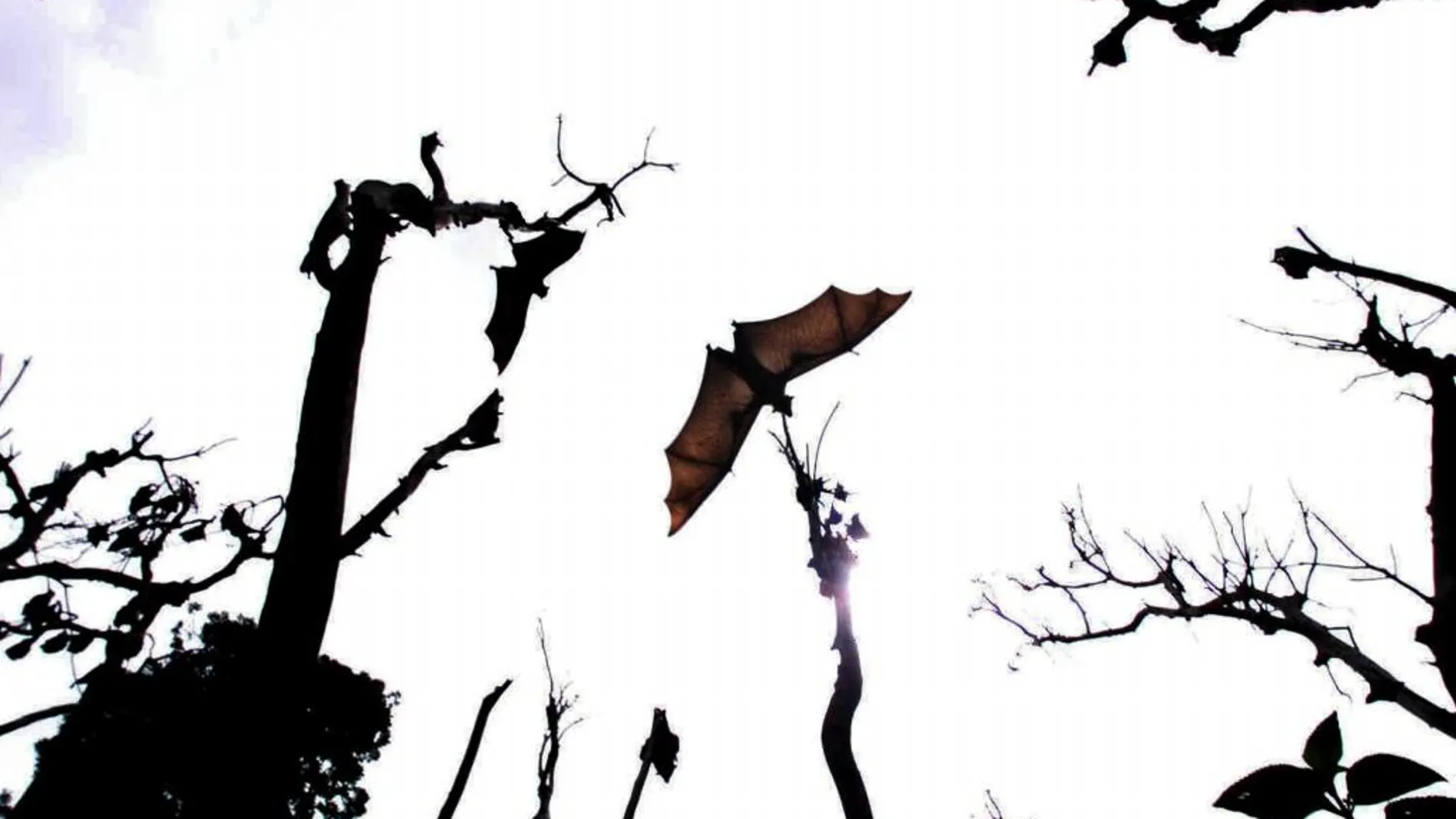 Varios murciélagos, en una imagen de archivo