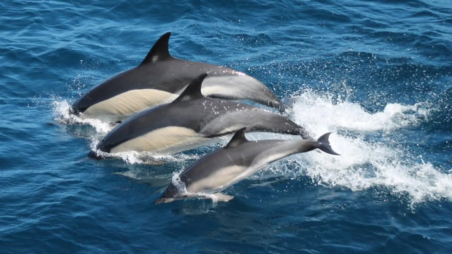 Imagen de un grupo de delfines