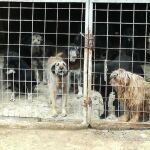 Un hombre con Síndrome de Noé fue acumulando perros sin preocuparse de ellos