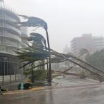 Palmeras tumbadas por el viento en Miami Becha