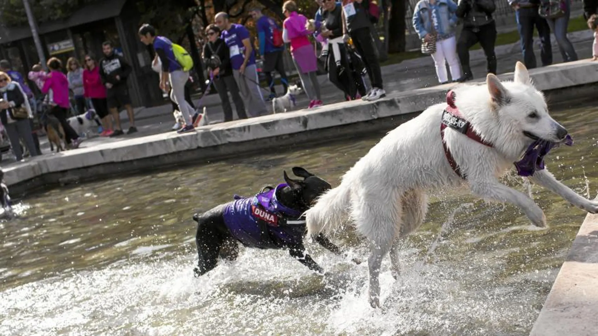 Dos de los perros que participaron en la edición del año pasado en la capital