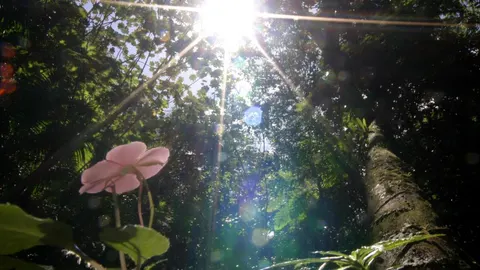 Un bosque tropical en Puerto Rico