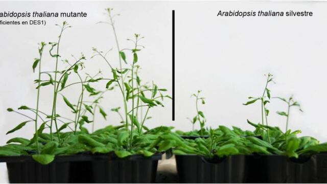 Comparativa de un ejemplar de arabidopsis mutante y uno normal