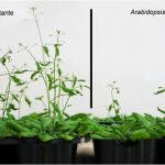 Comparativa de un ejemplar de arabidopsis mutante y uno normal