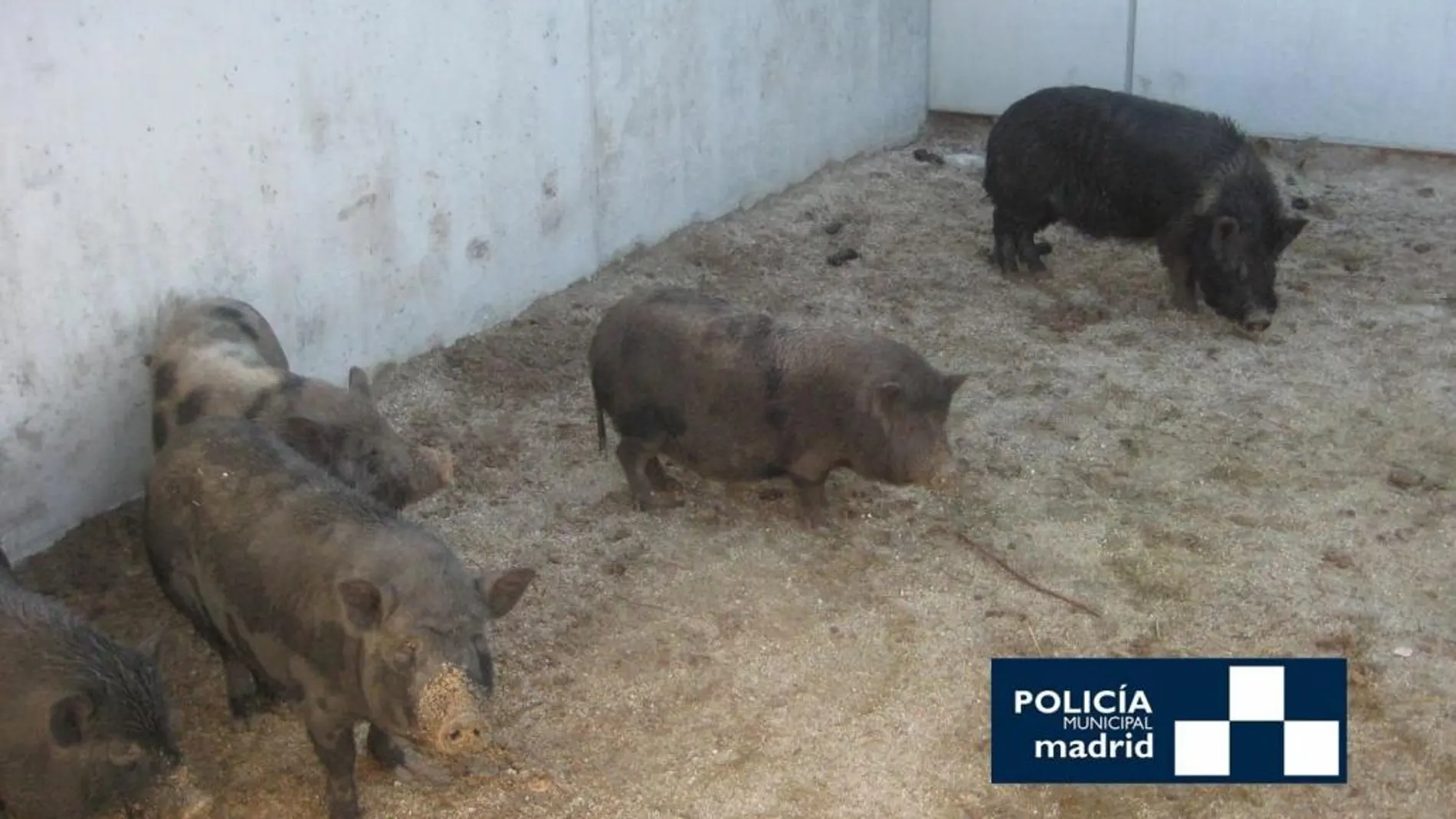 Cerdos vietnamitas incautados por la Policía de Madrid