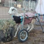 Uno de los animales rescatados