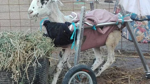 Uno de los animales rescatados