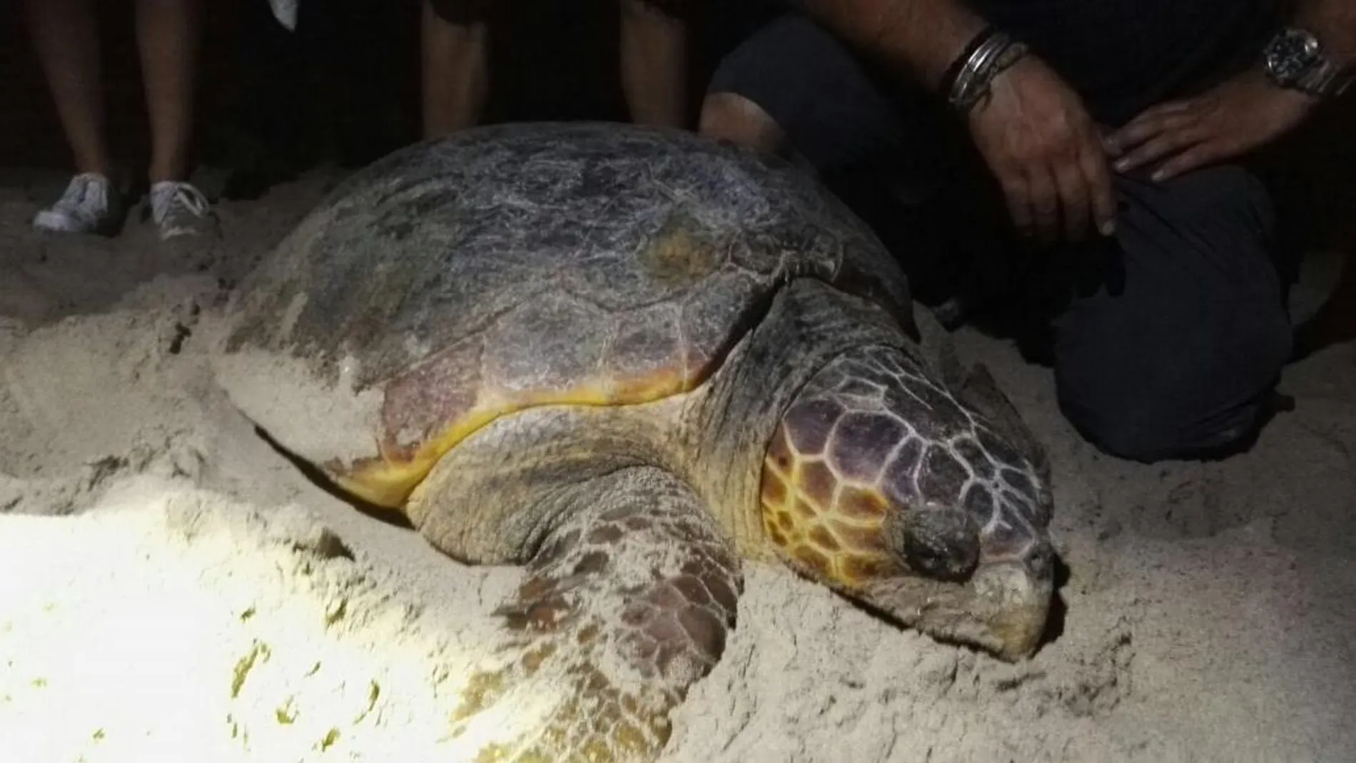 La tortuga Boba poco después de haber puestos sus huevos en la arena de la playa de Sueca