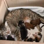 Las dos ardillas con sus "hermanos"gatos