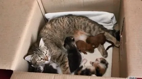 Las dos ardillas con sus "hermanos"gatos