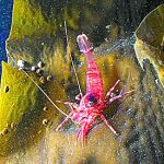 Una gamba Lebbeus Polaris