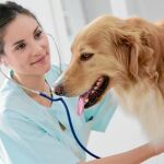 El cuidado integral de las mascotas se ha convertido en un importante mercado para las aseguradoras