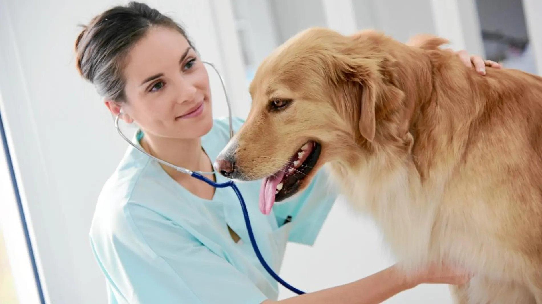 El cuidado integral de las mascotas se ha convertido en un importante mercado para las aseguradoras