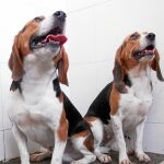 Dos perros beagle, raza que han manipulado genéticamente