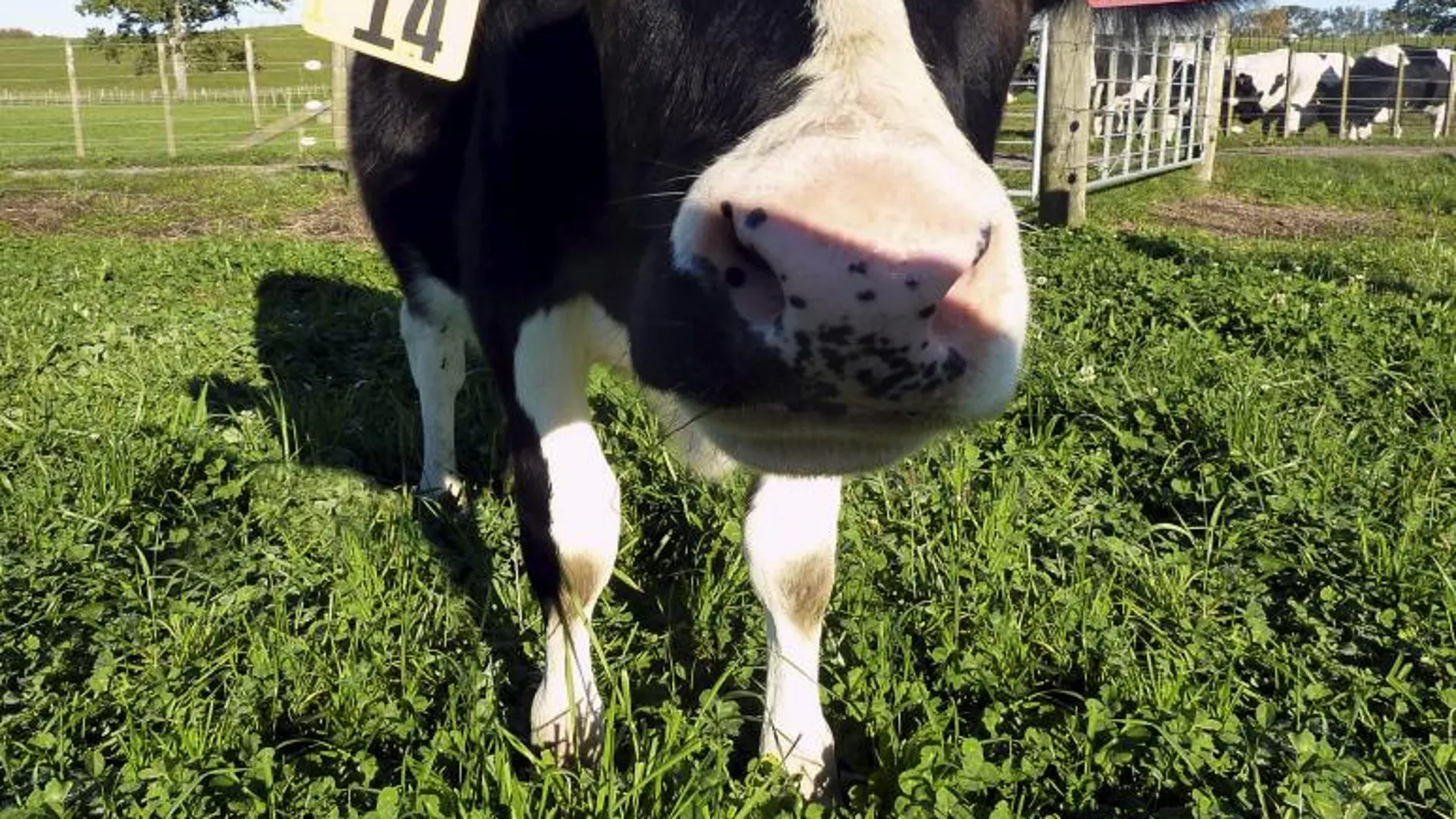 Las vacas y el resto de rumiantes producen el 18% de gases invernadero que se emiten a la atmósfera.