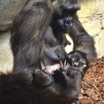 Así es el nuevo bebe gorila de Bioparc Valencia, de sólo cuatro días