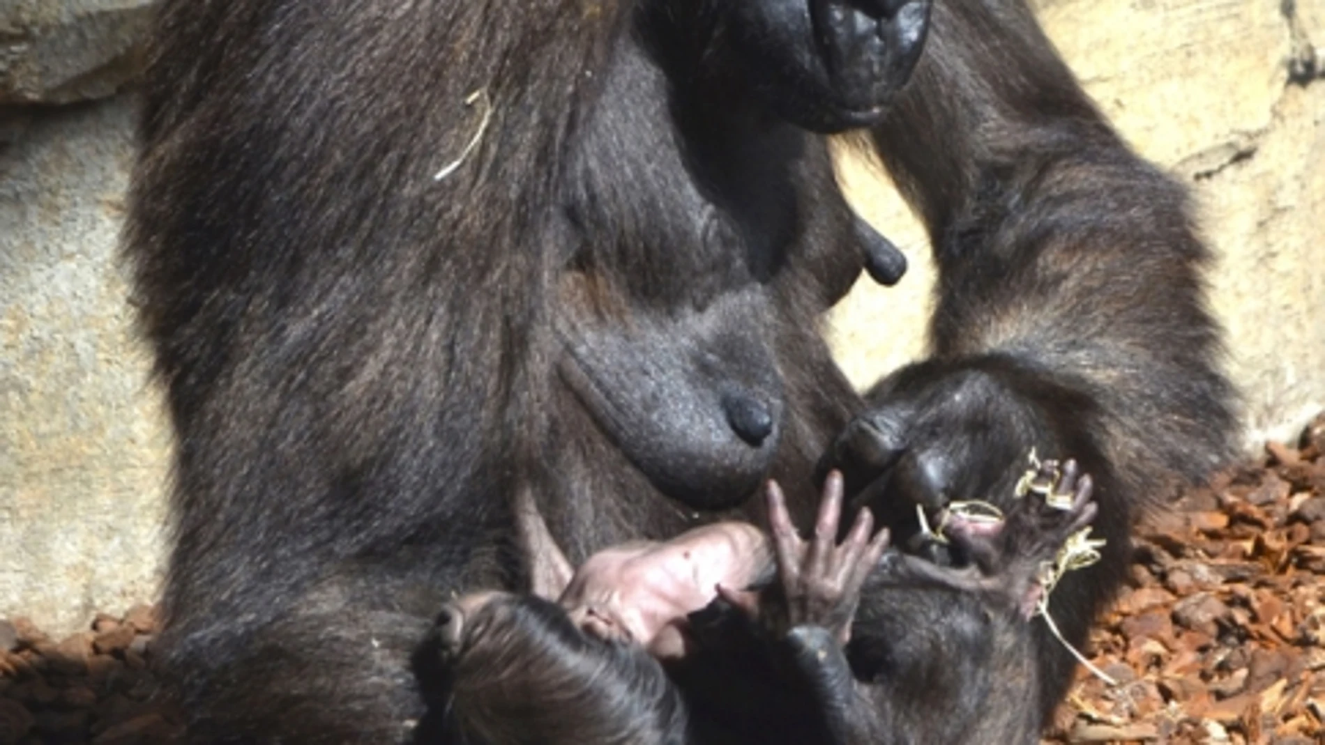 Así es el nuevo bebe gorila de Bioparc Valencia, de sólo cuatro días